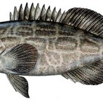 Grouper1